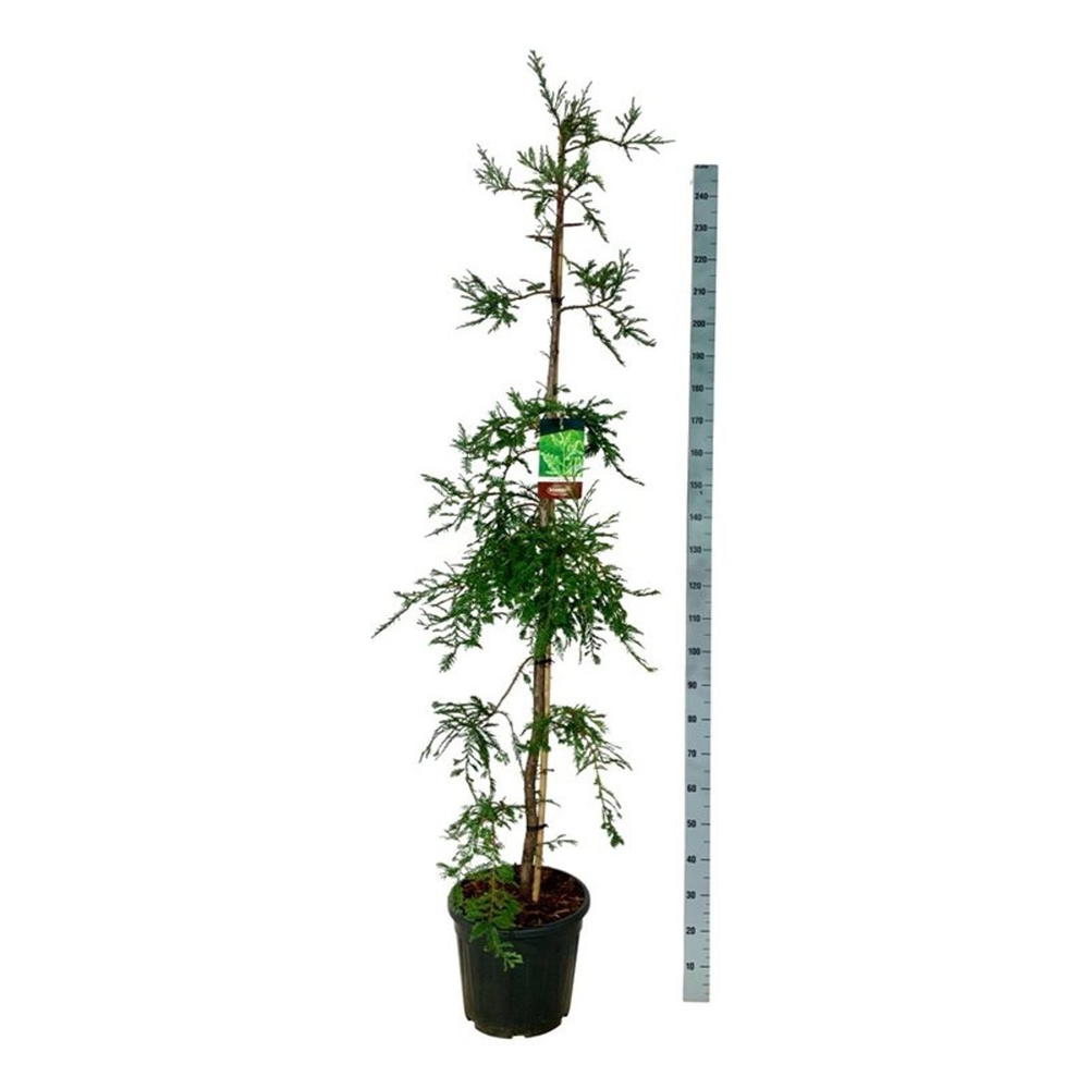 Sequoia s. 'Illa Martin'.