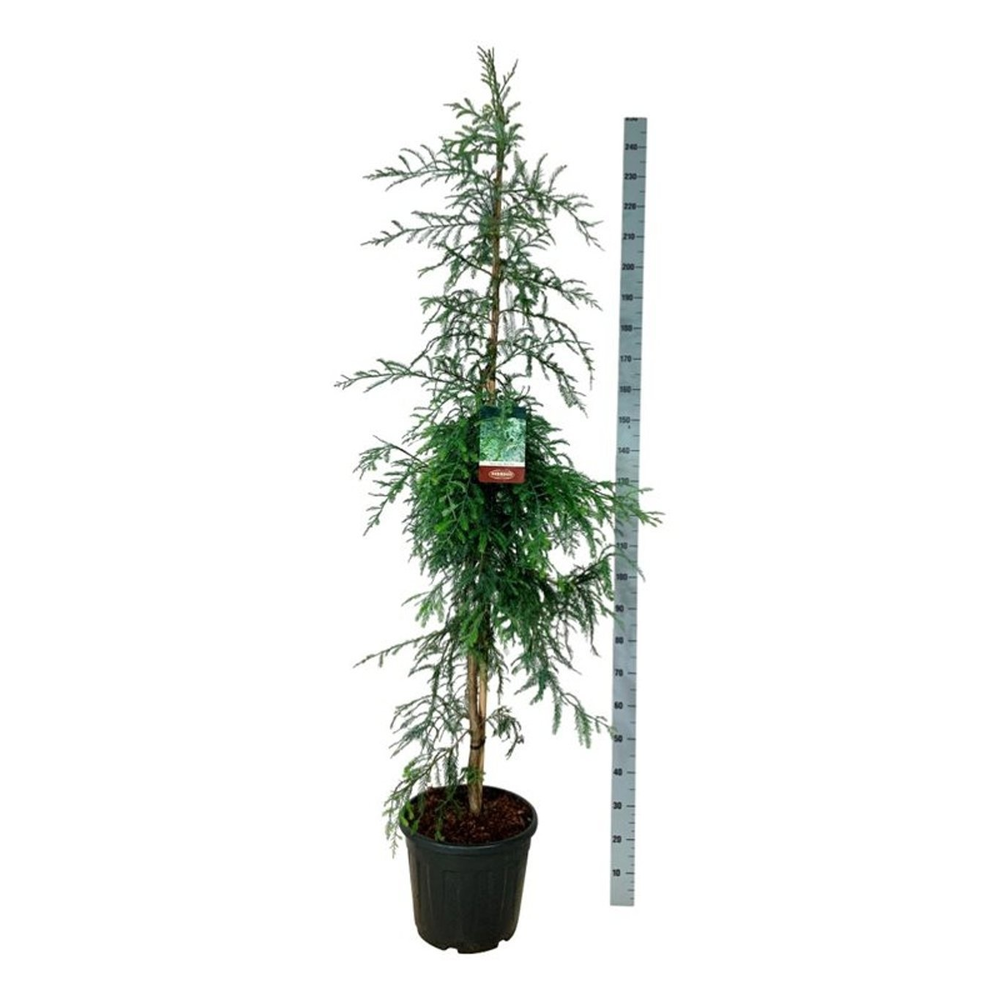 Sequoia sempervirens 'Winter Blue'.