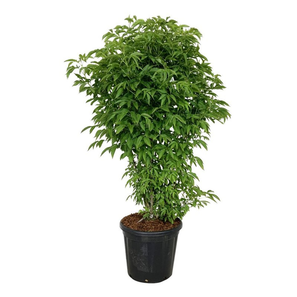 Staphylea colchica.