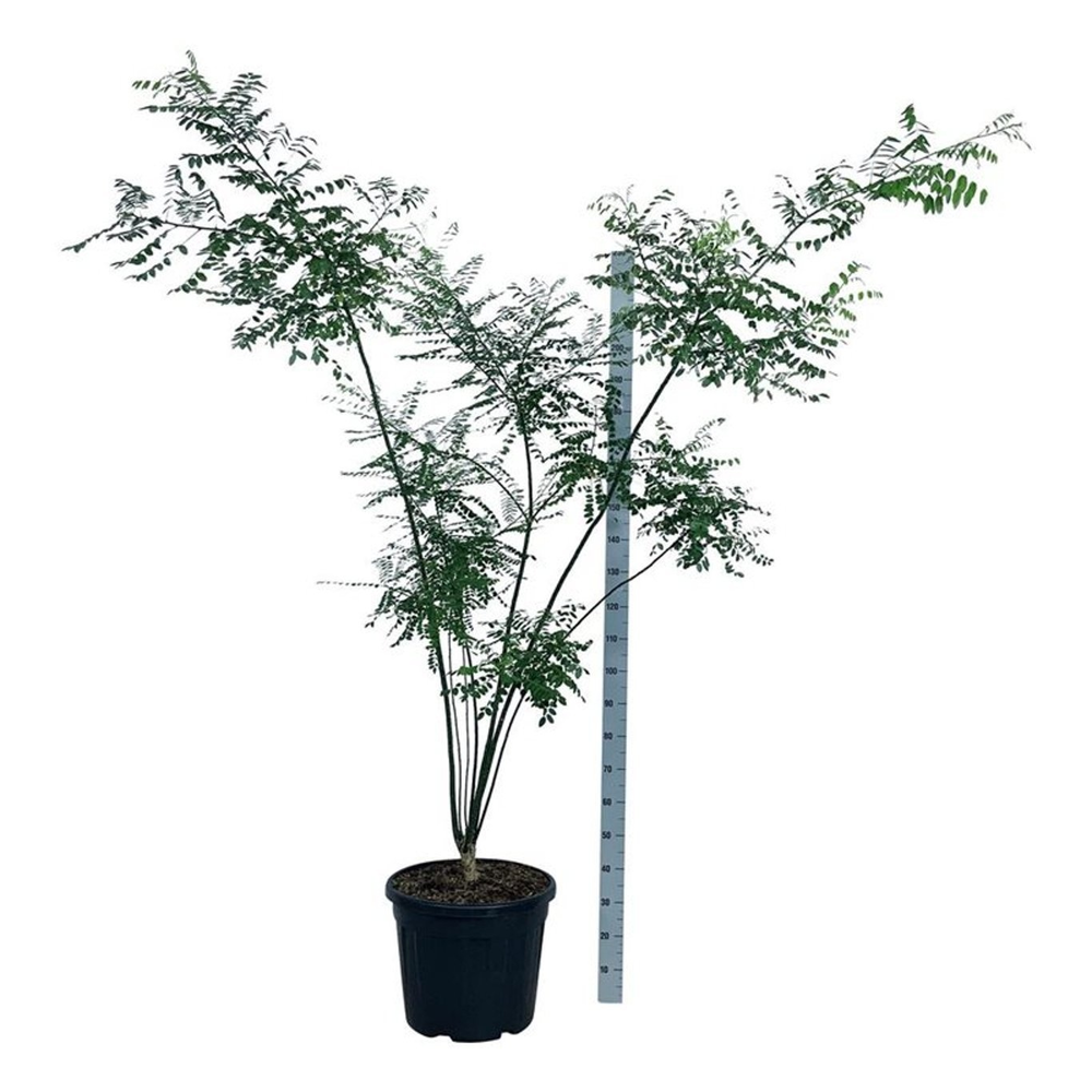 Styphnolobium japonicum.