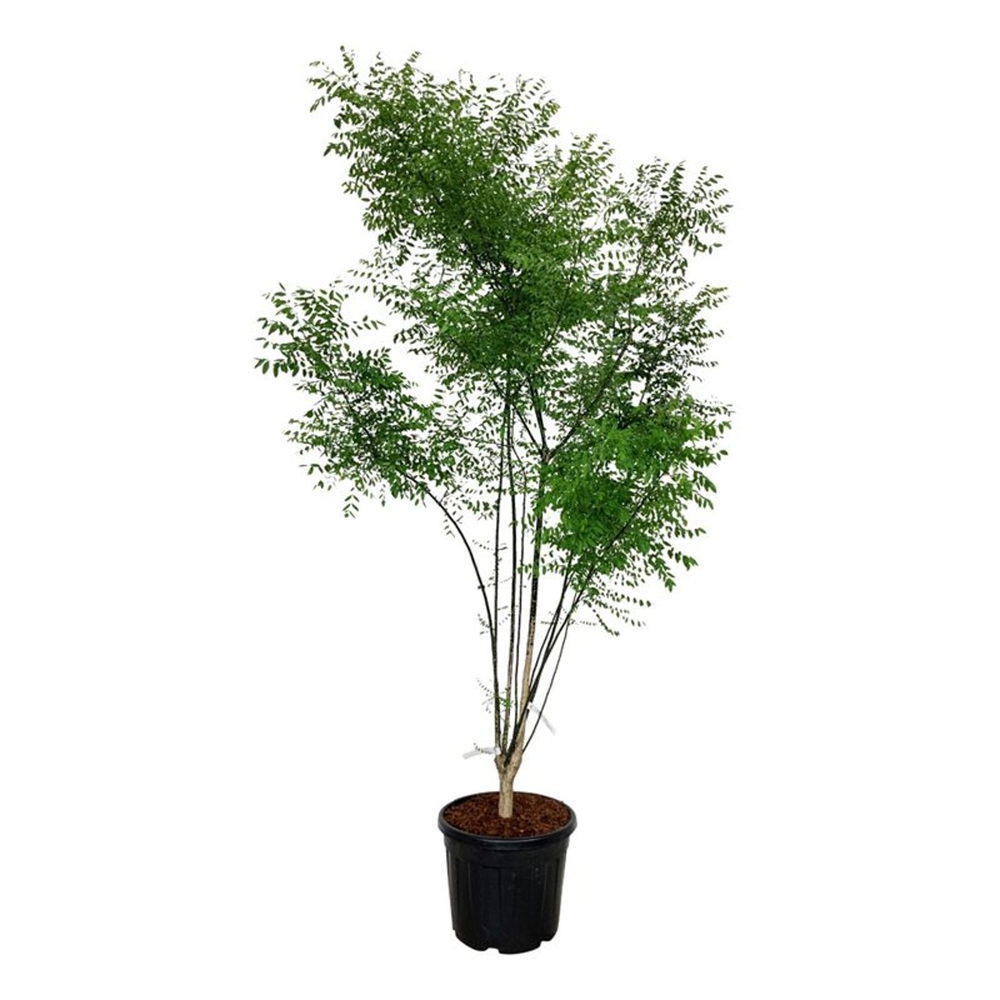 Styphnolobium japonicum.