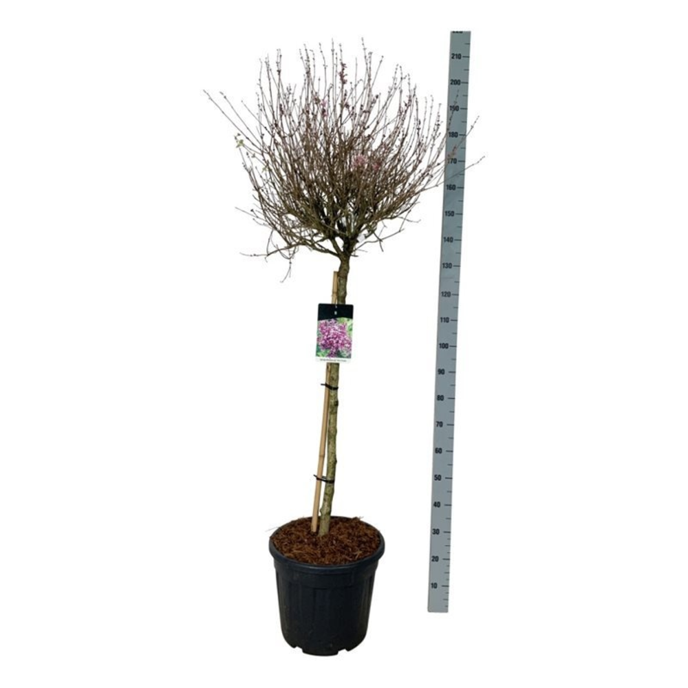 Syringa BLOOMERANG® 'Dark Purple'.