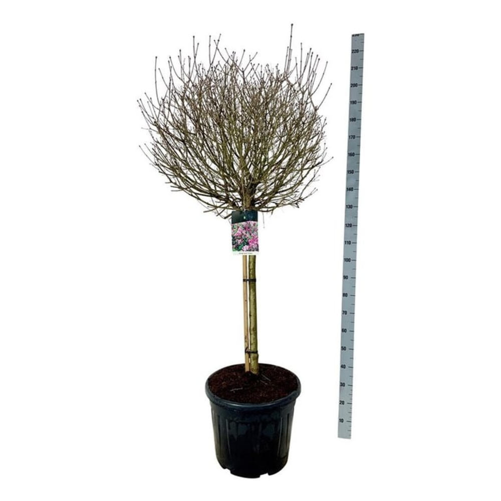 Syringa meyeri 'Palibin'.