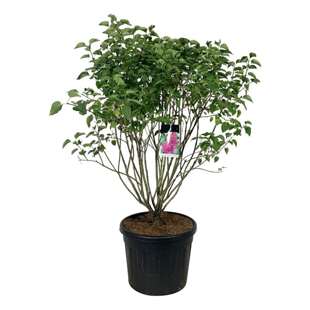 Syringa v. 'And. an Ludwig Späth'.