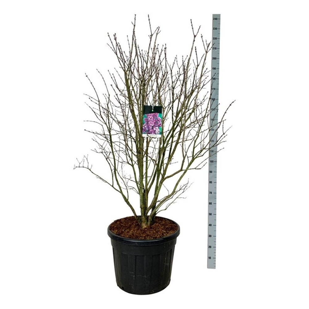 Syringa v. 'Charles Joly'.