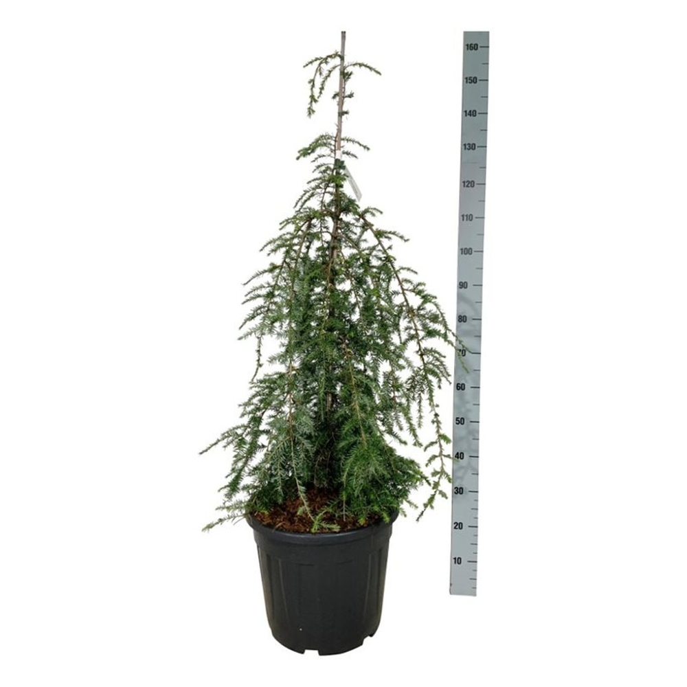 Tsuga can. 'Pendula'.