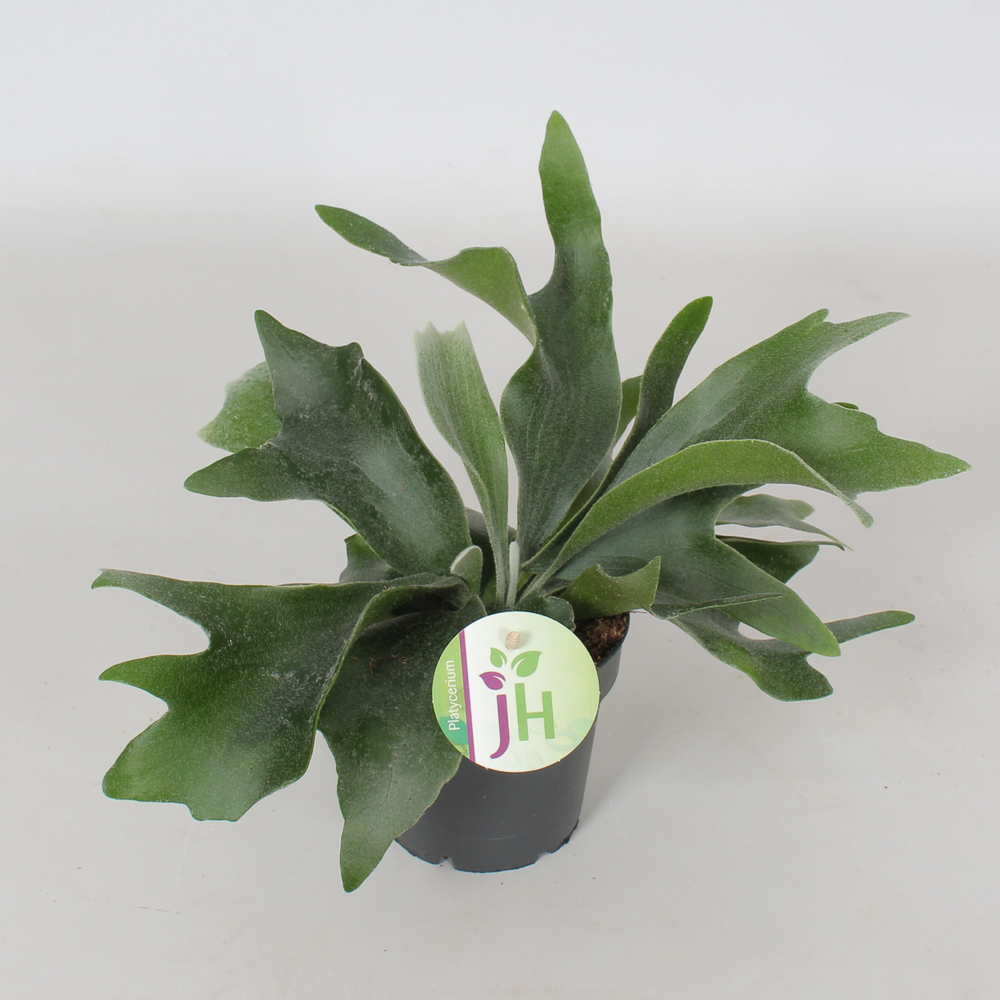 Platycerium 'Bifurcatum'.