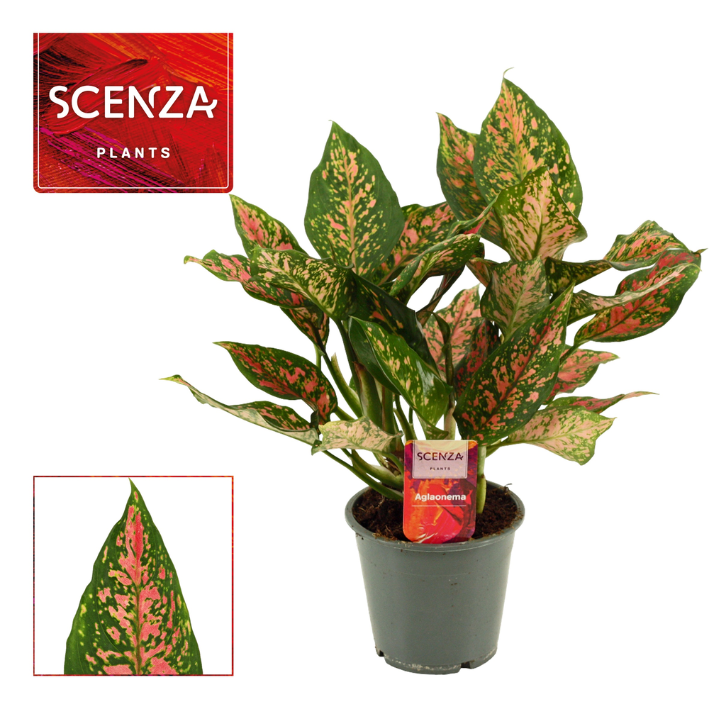 Aglaonema Unyamanee 12 cm (Scenza).