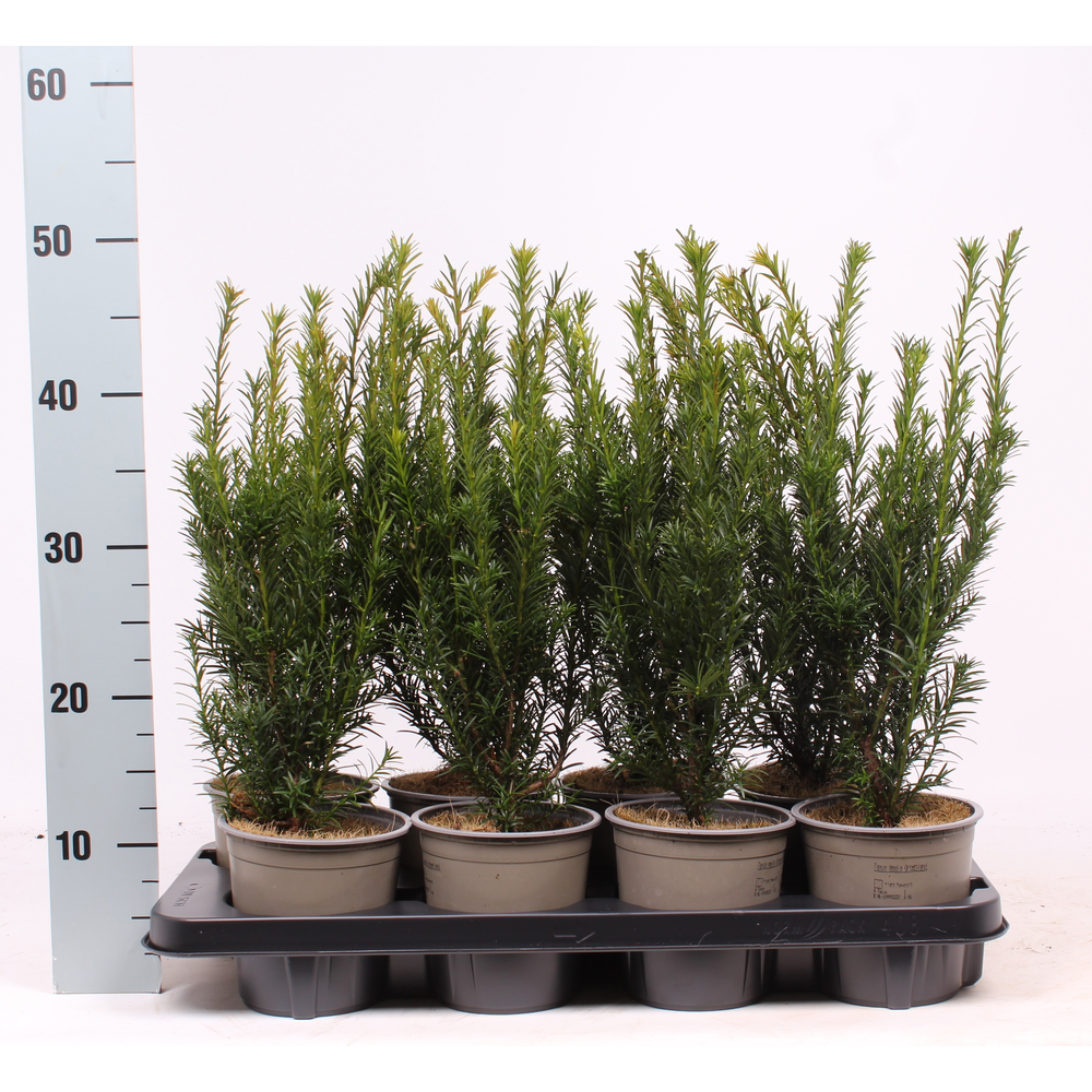 Taxus media 'Groenland'.