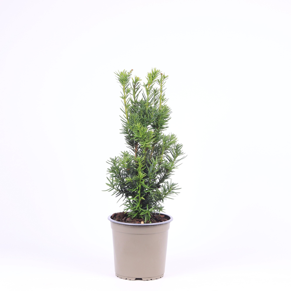 Taxus media 'Hicksii'.