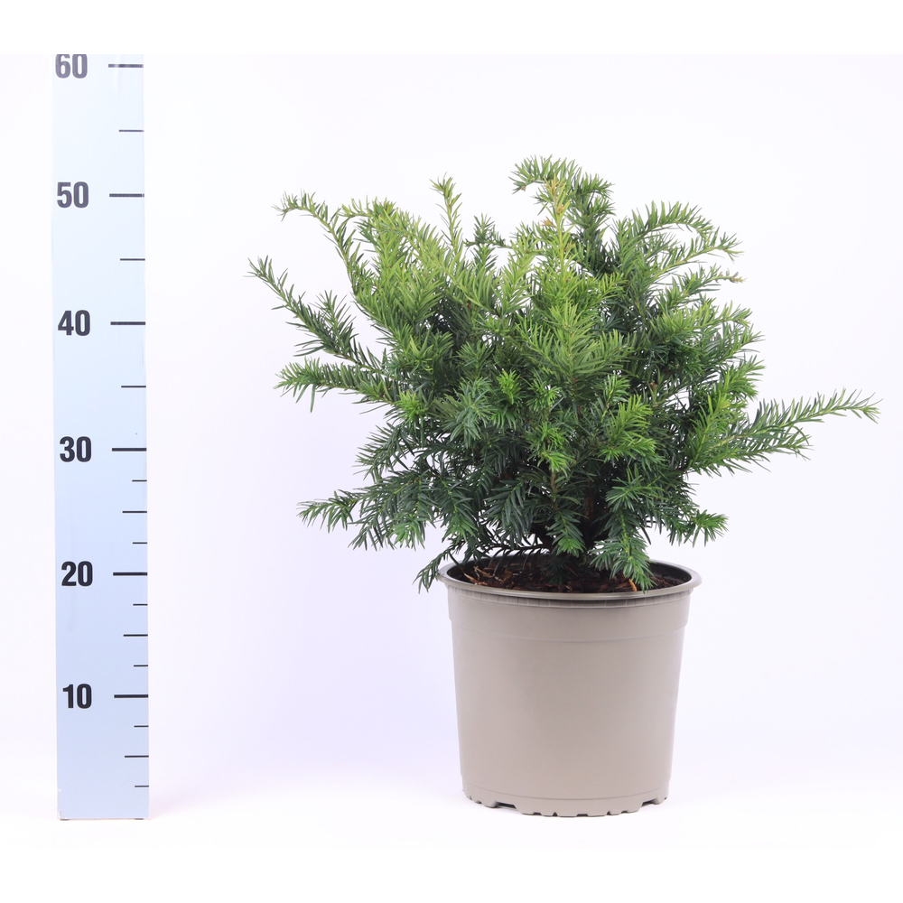 Taxus baccata 'Repandens'.