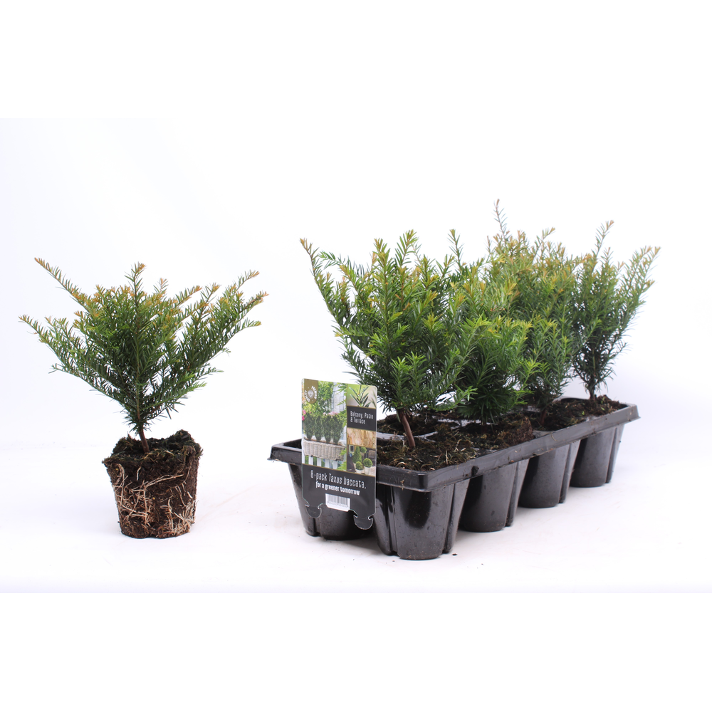 Taxus baccata.