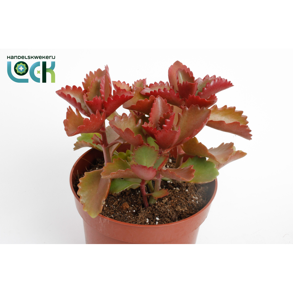 Kalanchoë Pinatum.