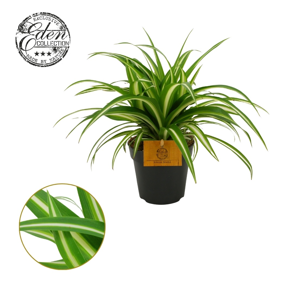 Chlorophytum comosum variegatum 12cm.