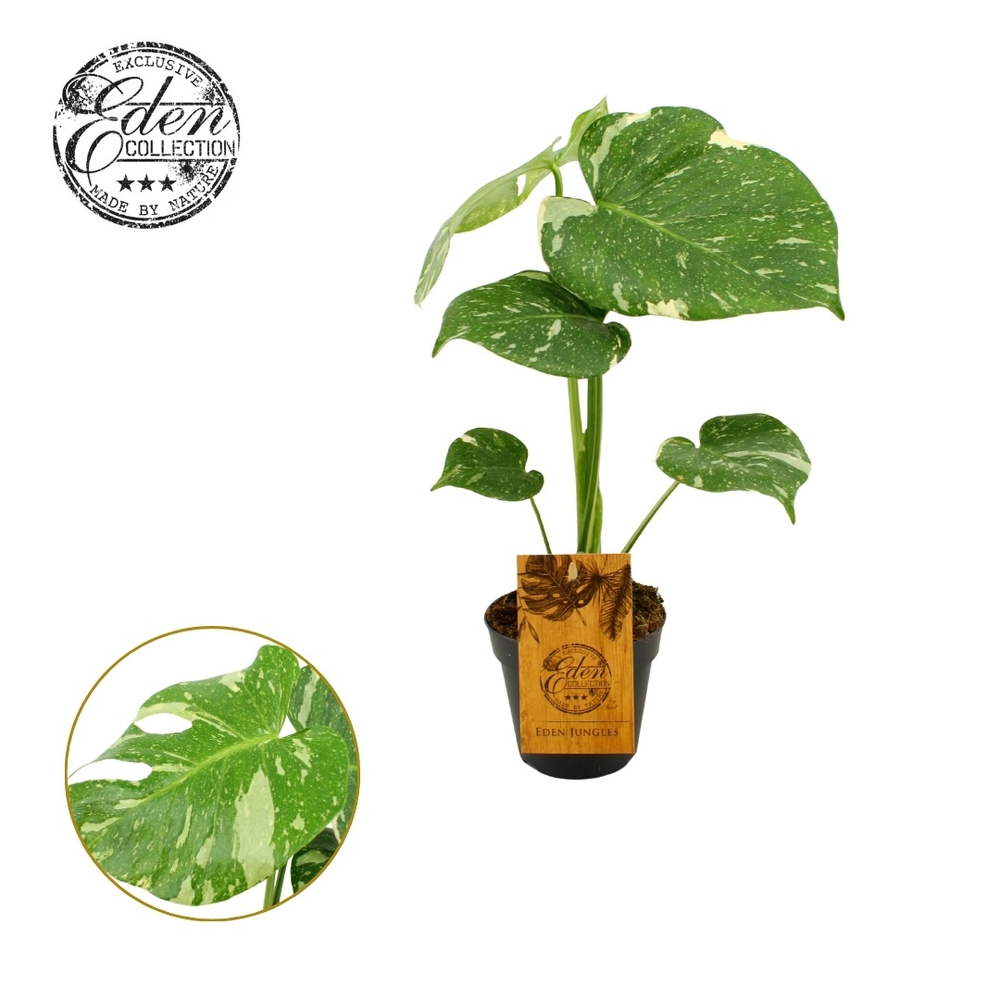 Monstera Thai Constellation 12cm.