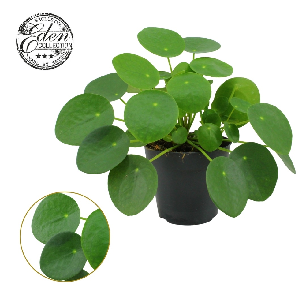 Pilea Peperomioides 12cm.