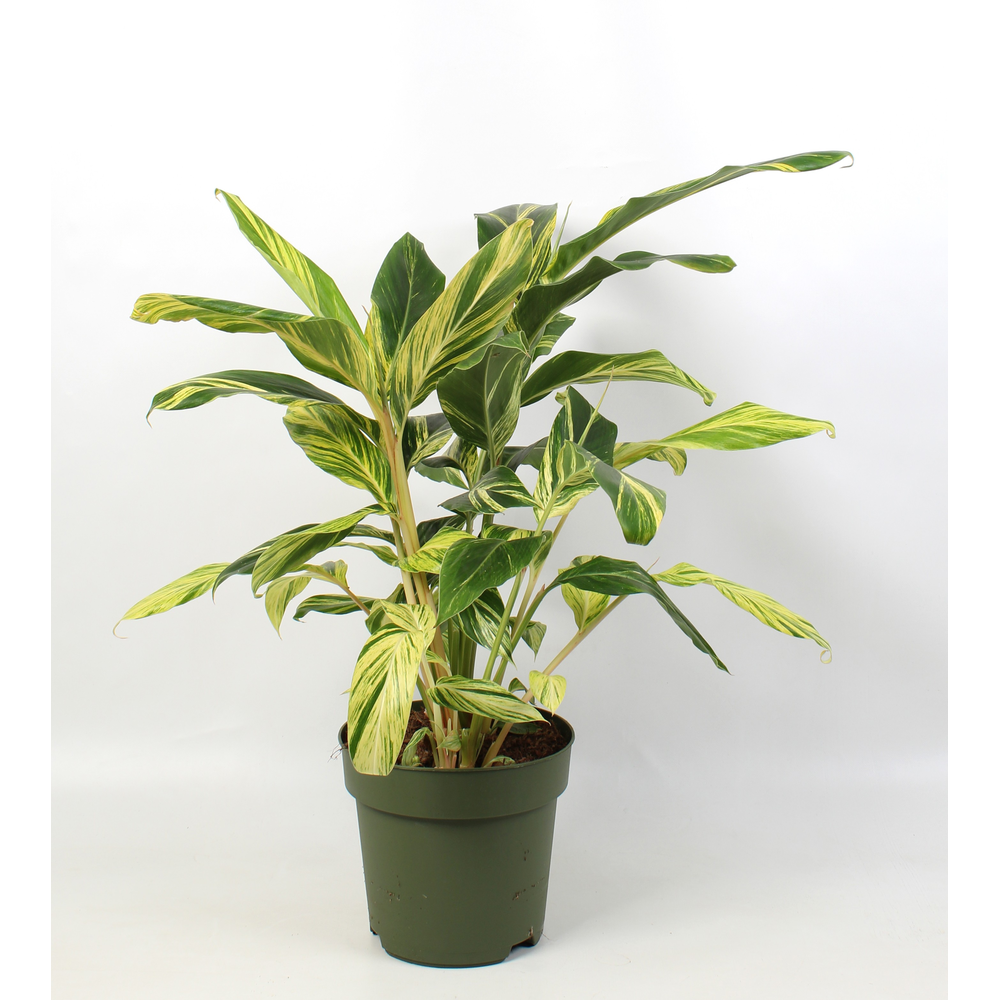 Alpinia zerumbet 'Variegata'.