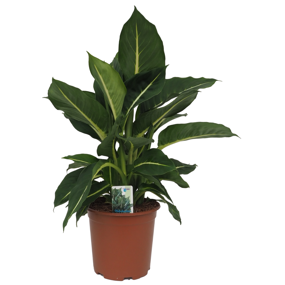 Dieffenbachia Green Magic.