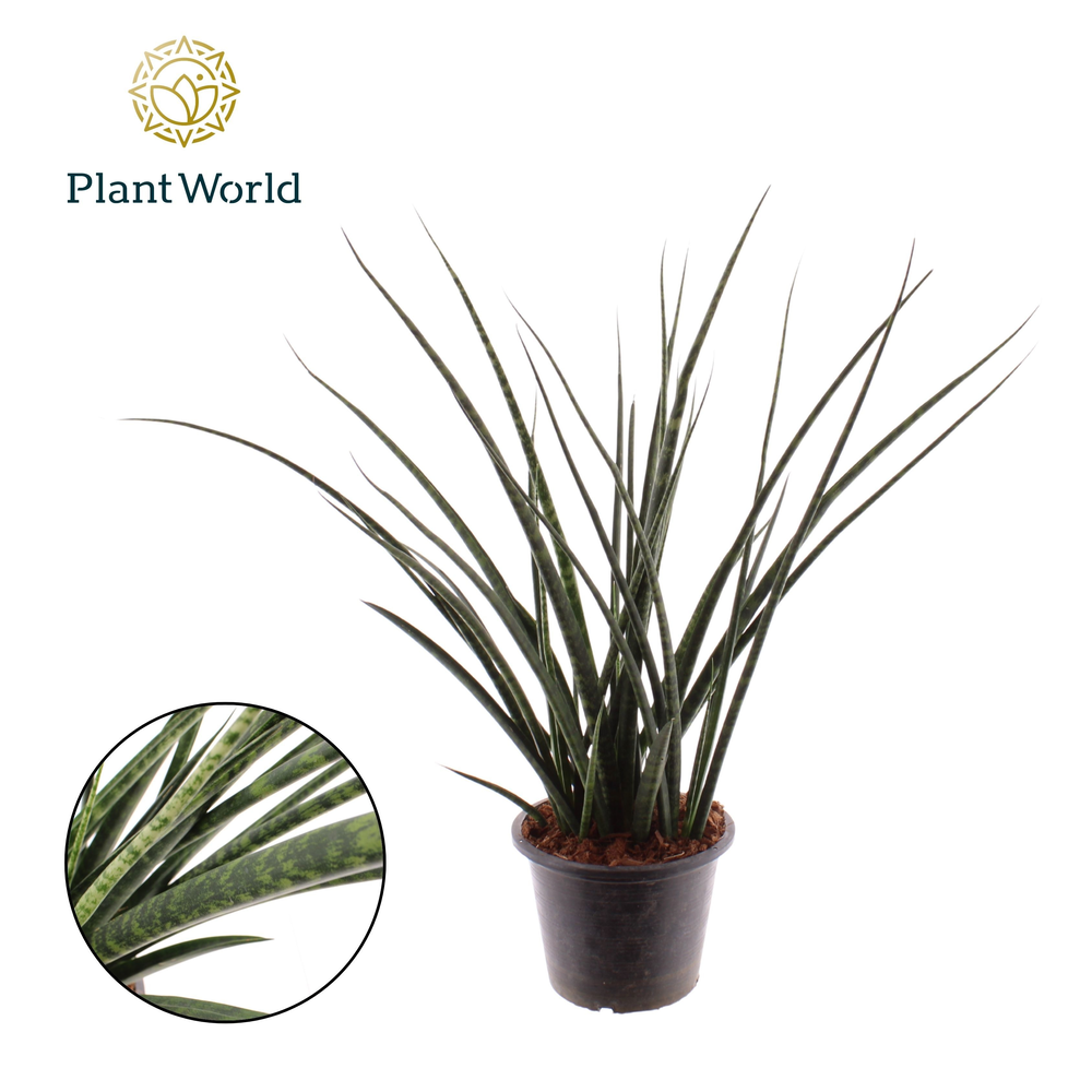 Sansevieria Fernwood.