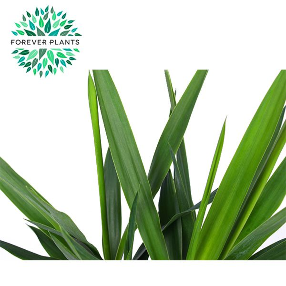 Yucca p14, 30 cm (2+ KOP).