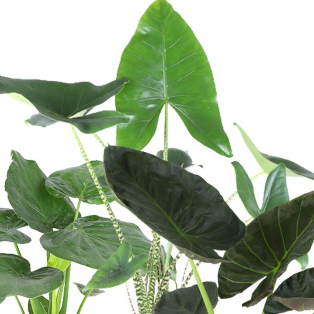 Alocasia Gemengd p21 (Air so Pure).