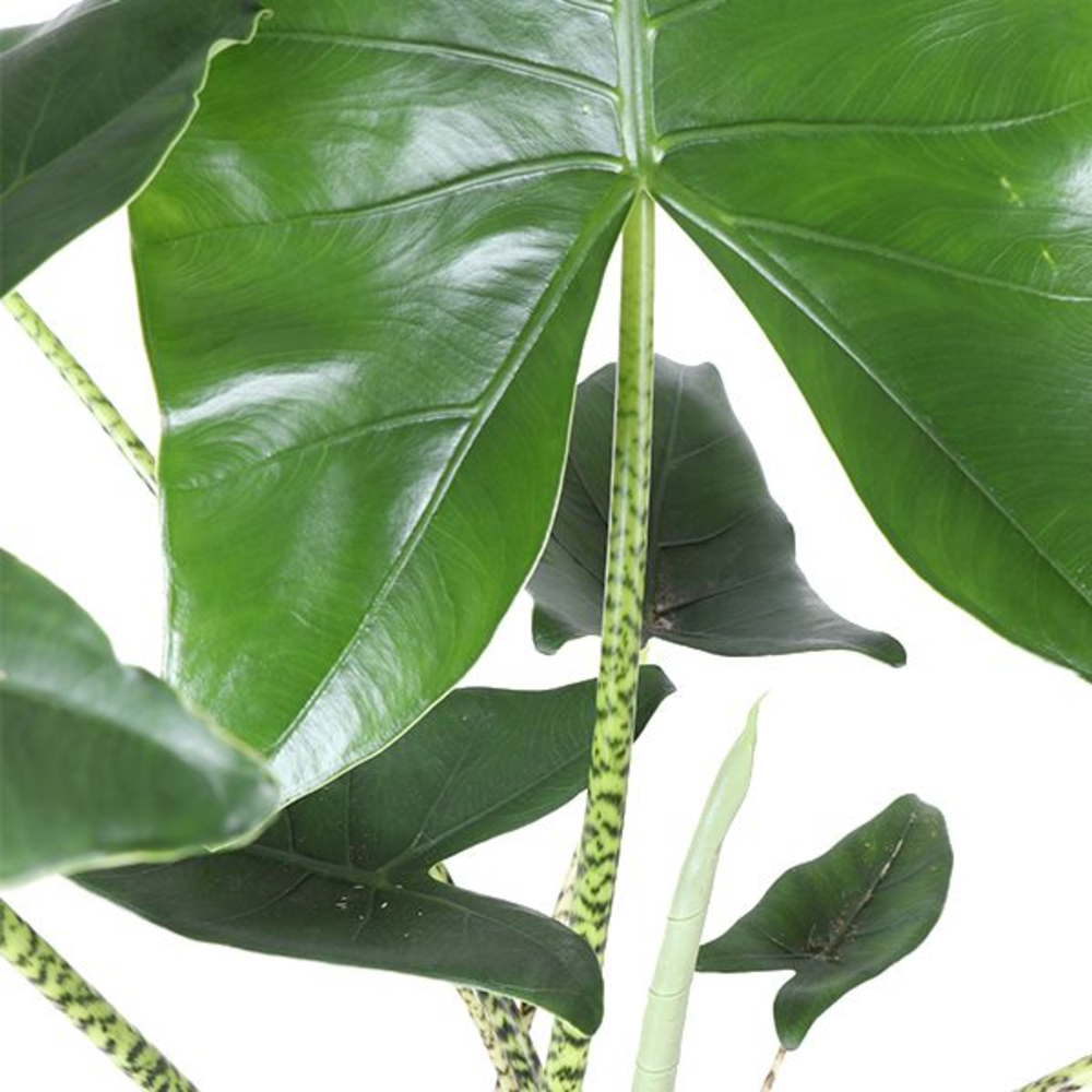 Alocasia Zebrina p21 (Air so Pure).