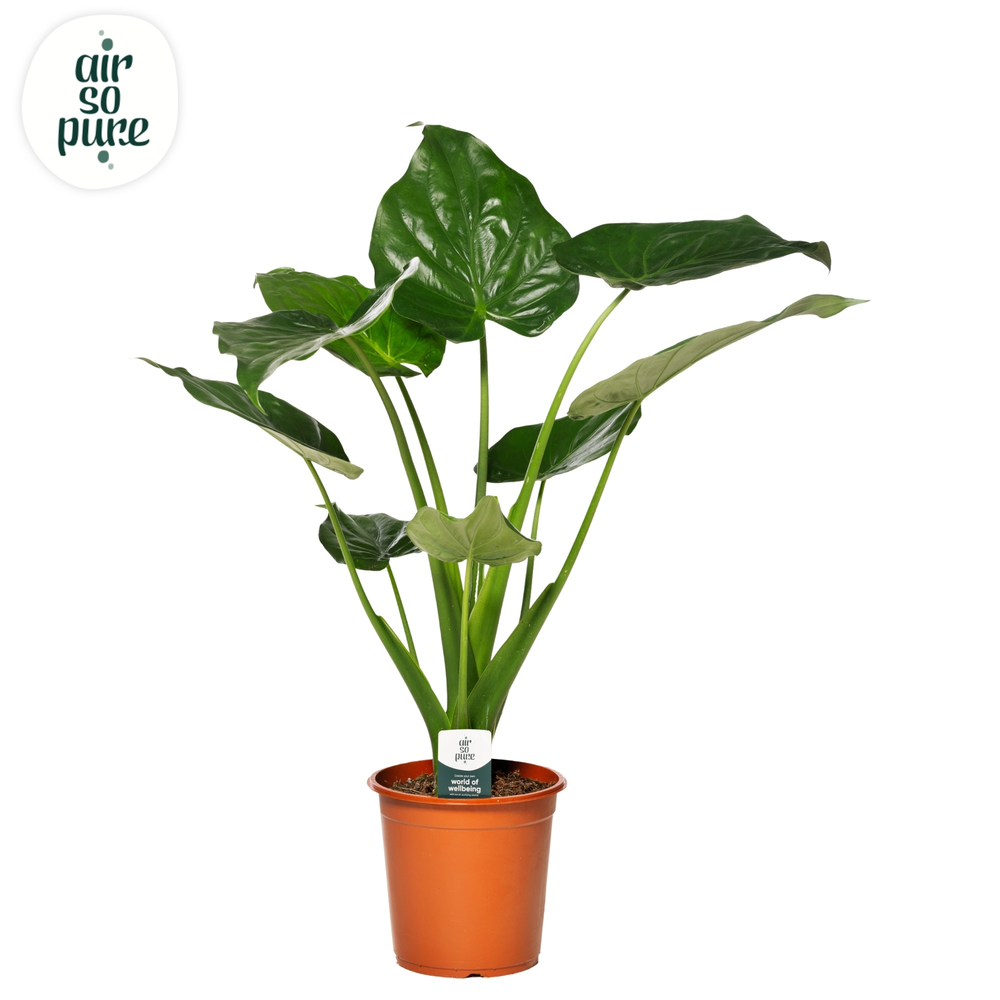 Alocasia Cucullata p21.