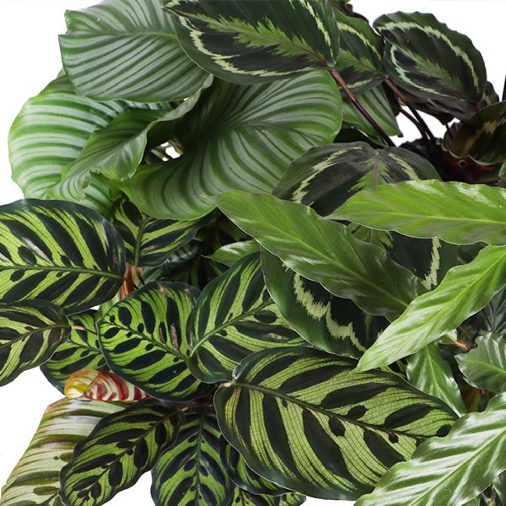Calathea Gemengd p21.