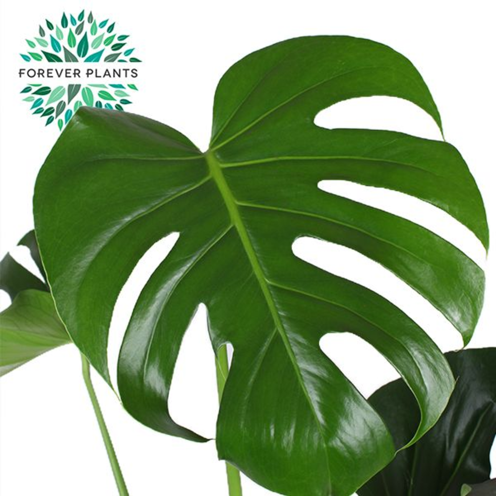 Monstera Deliciosa p21.