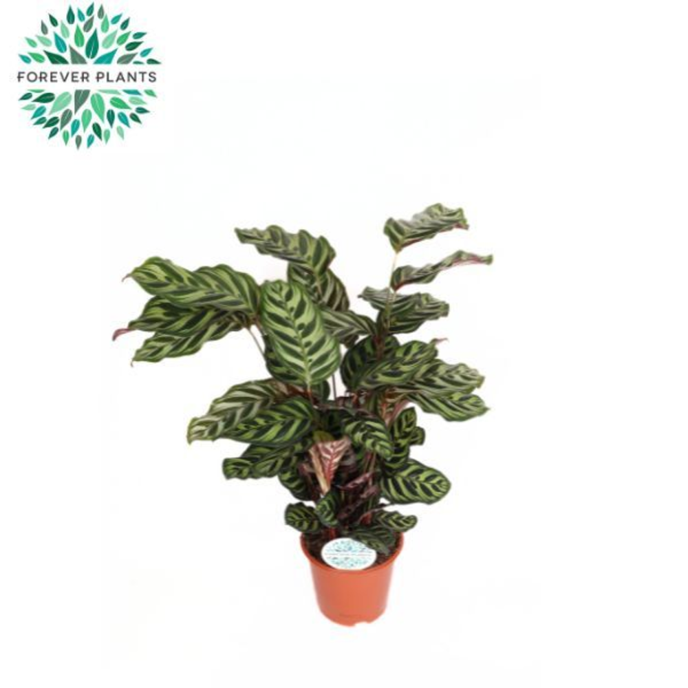 Calathea Makoyana p21.