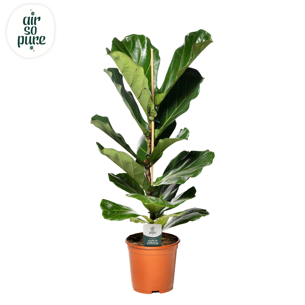 Ficus Lyrata p21 (Air so Pure).