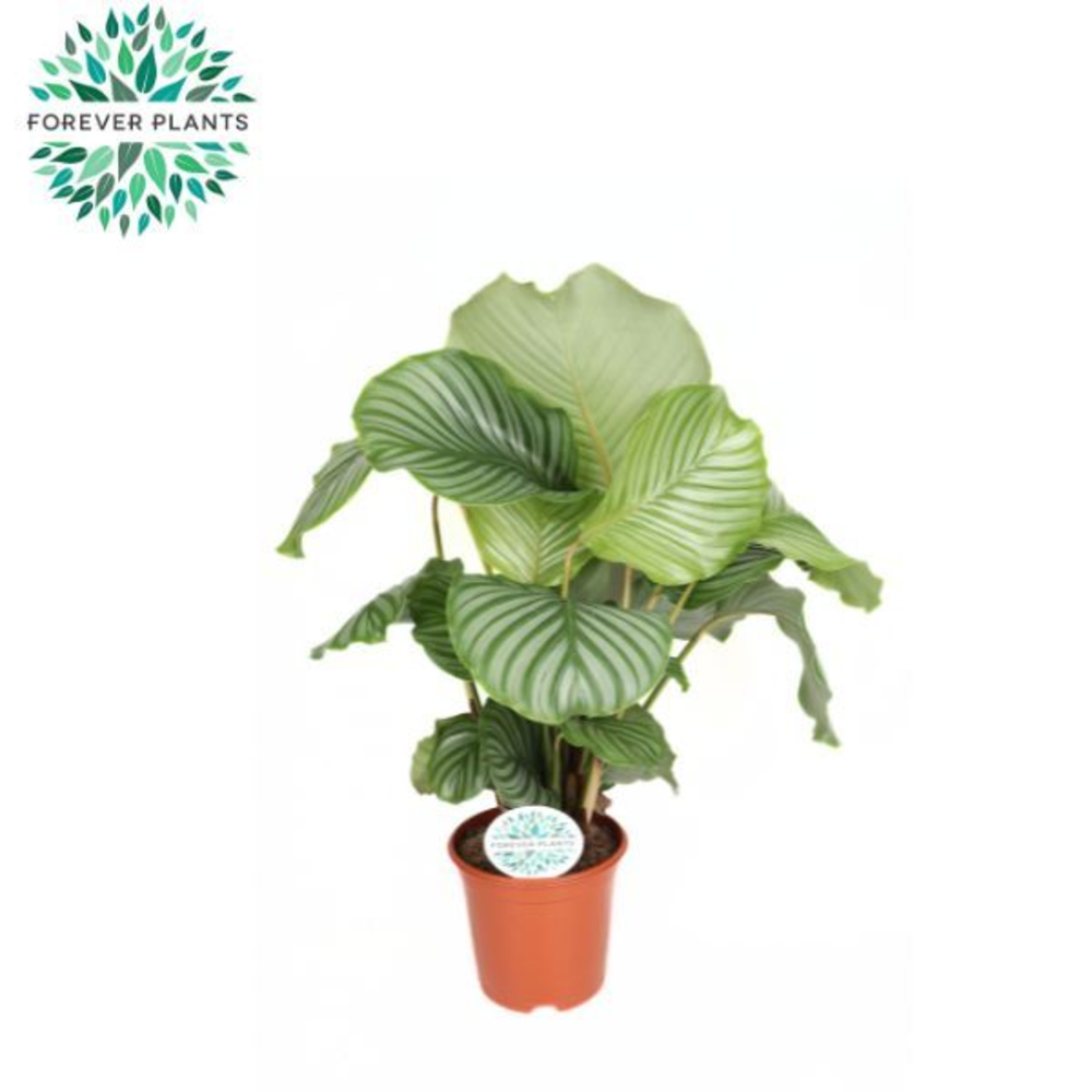 Calathea Orbifolia p21.