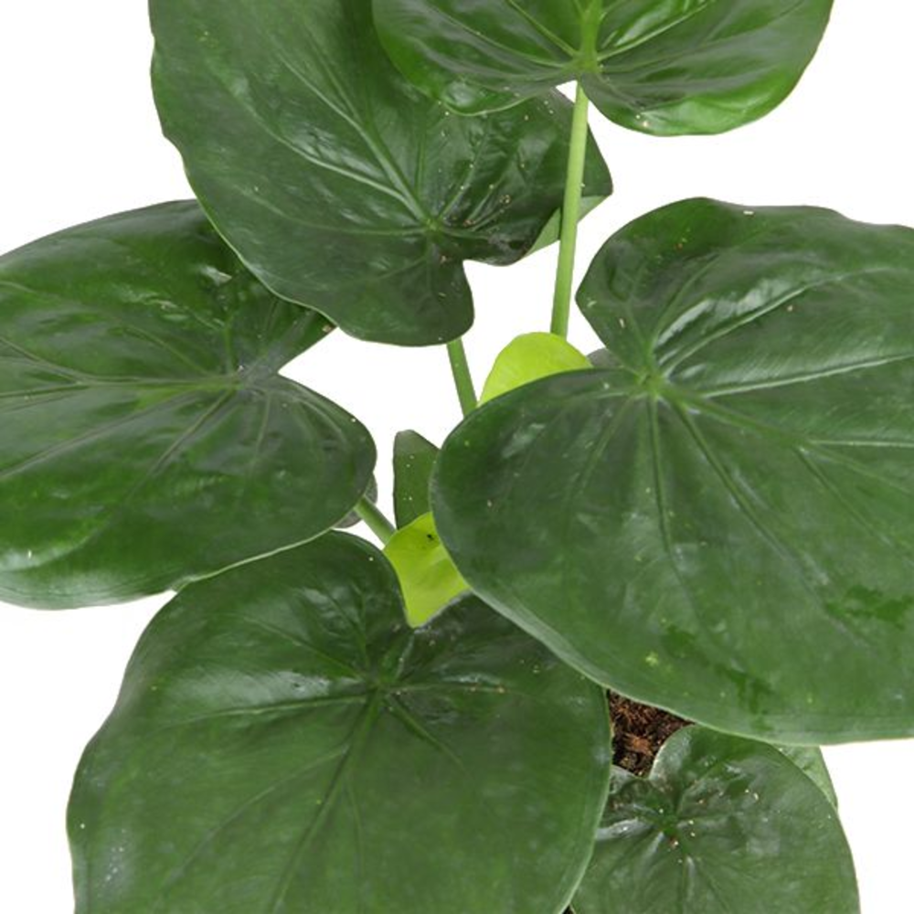 Alocasia Cucullata p21 (Air so Pure).