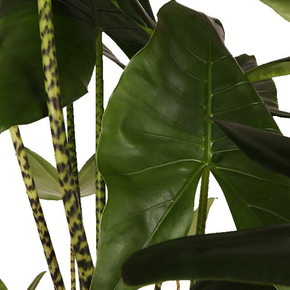 Alocasia Zebrina p35 (Air so Pure).