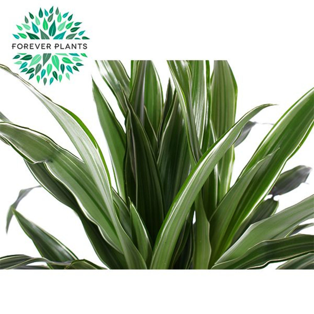 Dracaena Warneckei p21, 45+15+10.