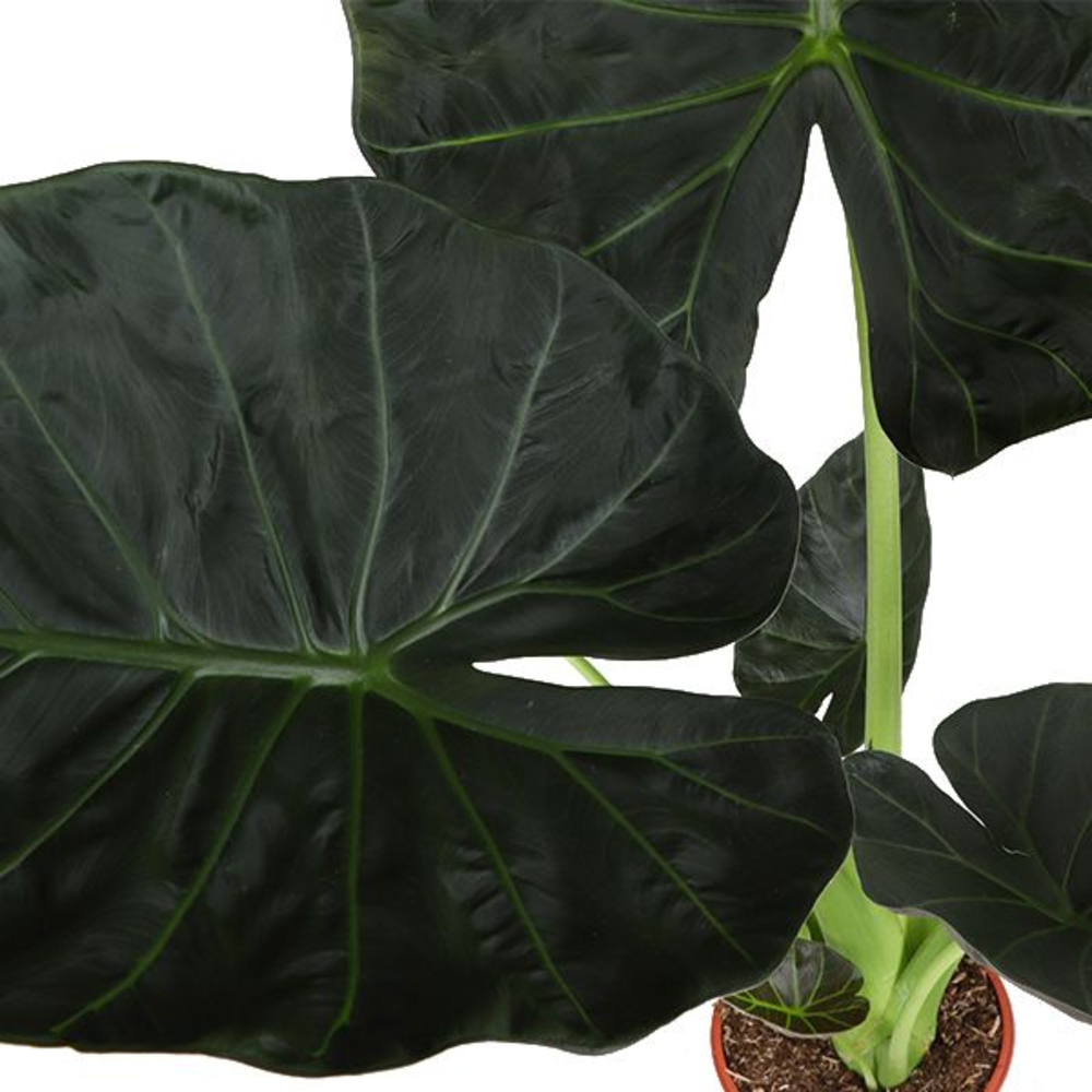 Alocasia Regal Shield p24 (Air so Pure).