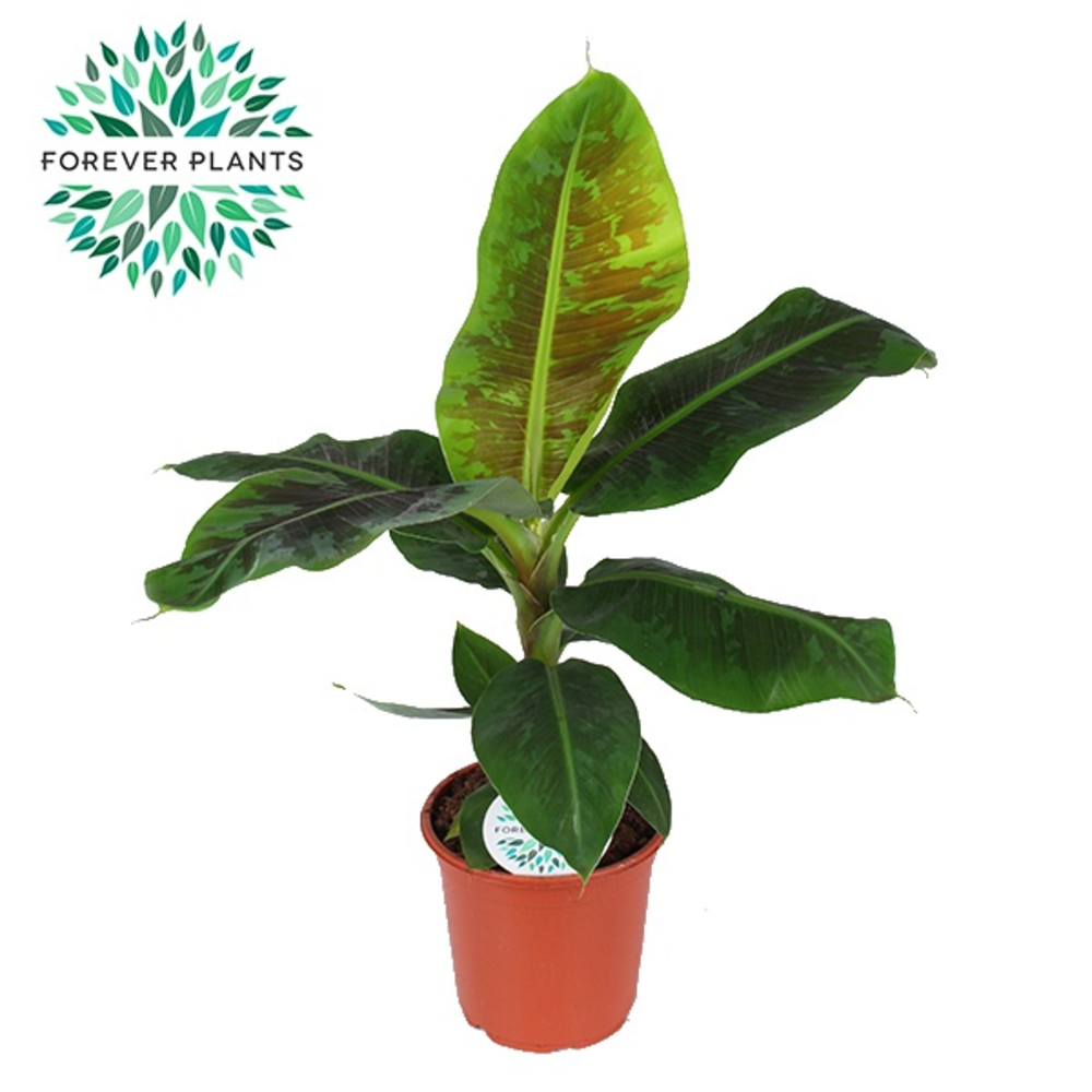 Musa Oriental Dwarf p21.