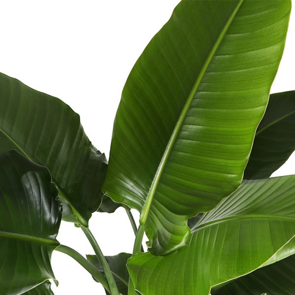 Strelitzia Nicolai p27.