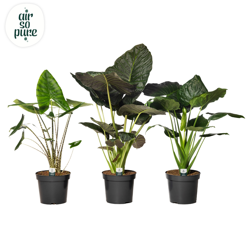 Alocasia Gemengd p35 (Air so Pure).
