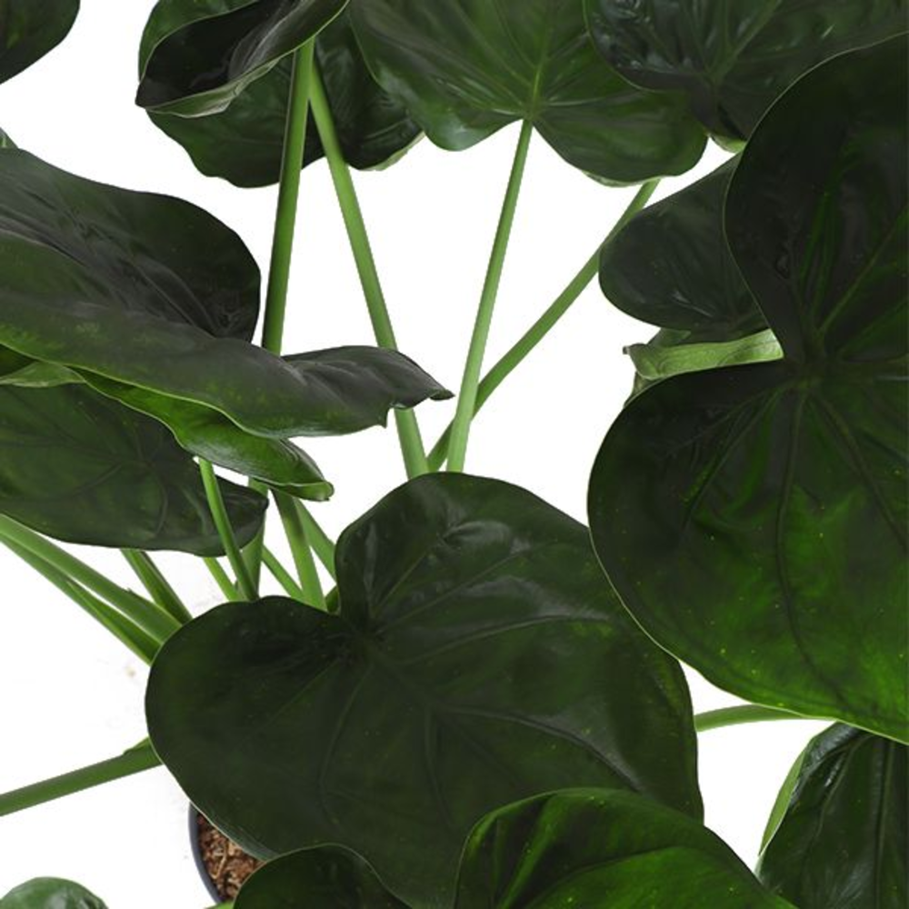Alocasia Cucullata p35 (Air so Pure).