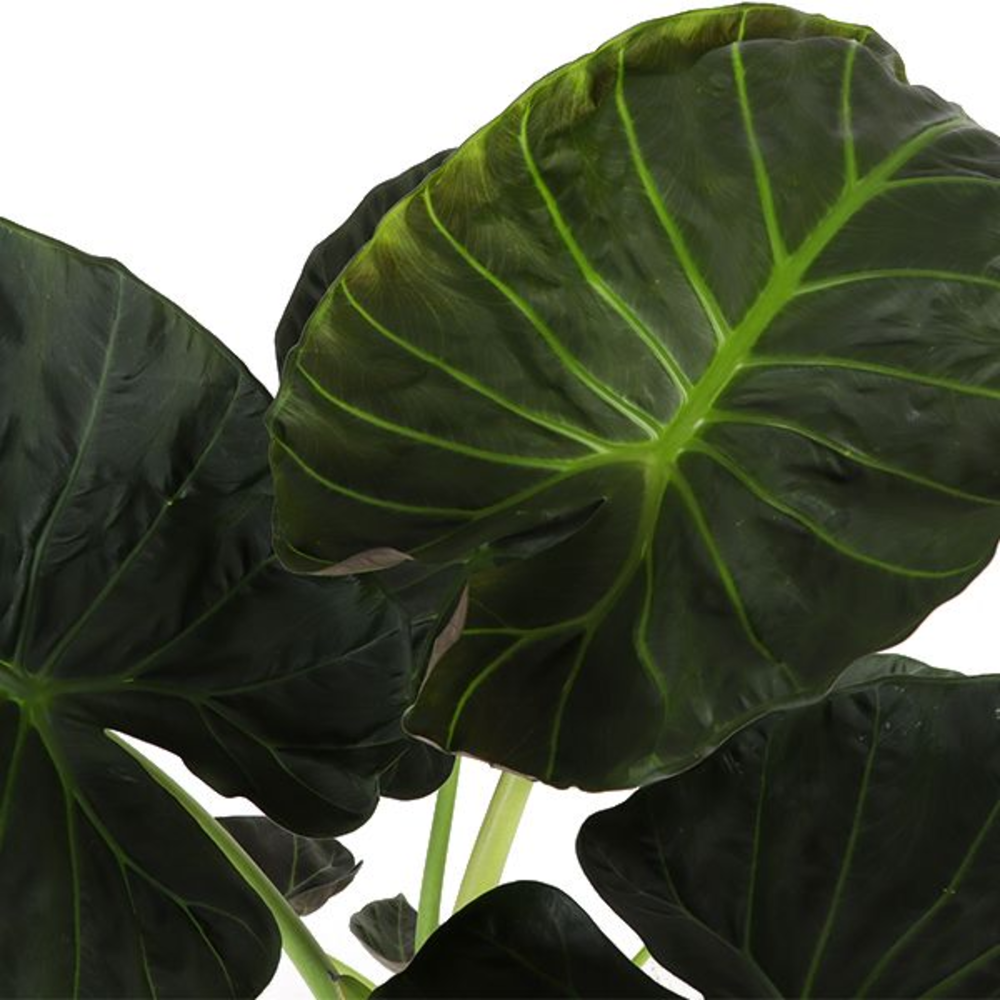 Alocasia Regal Shield p35 (Air so Pure).