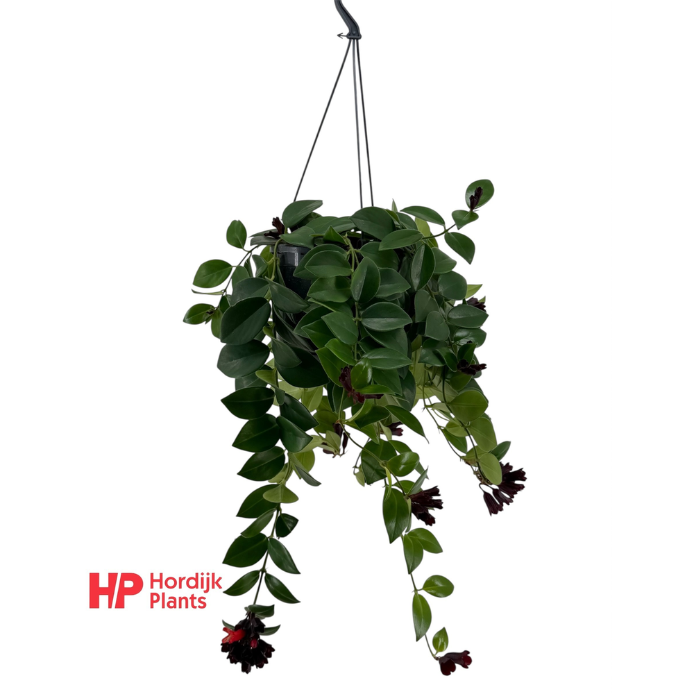 Aeschynanthus 'Mona Lisa'; bloeiend.