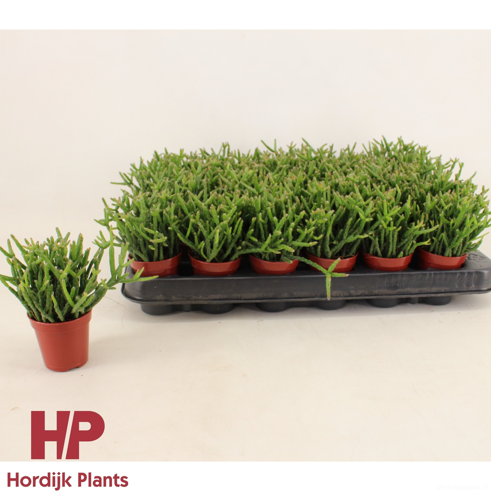 Rhipsalis burchellii 5,5cm.
