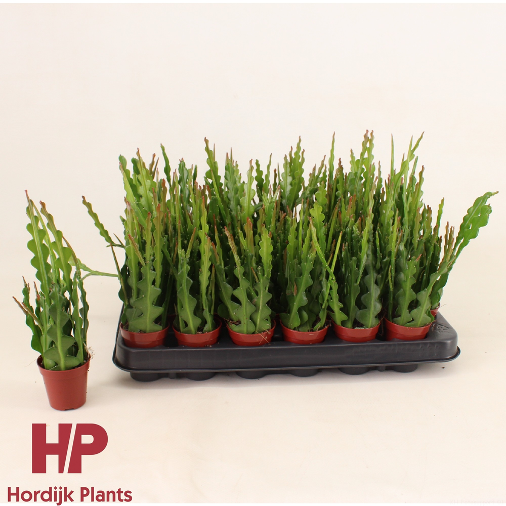 Epiphyllum anguliger 5,5cm.