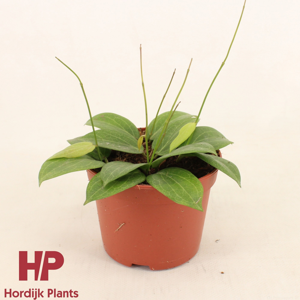 Hoya fitchii P12.