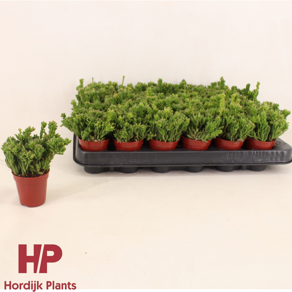 Rhipsalis mesembryanthemoides 5,5cm.