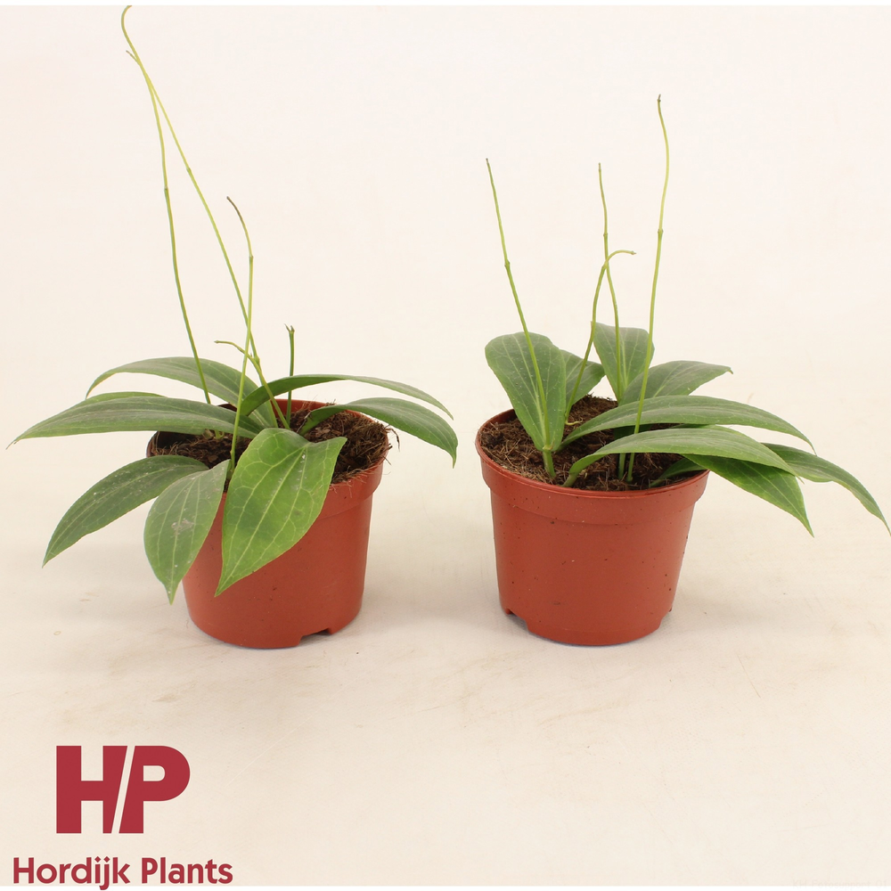 Hoya soligamiana P12.