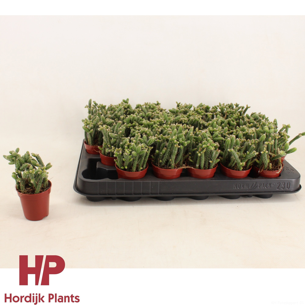 Rhipsalis horrida 5,5cm.
