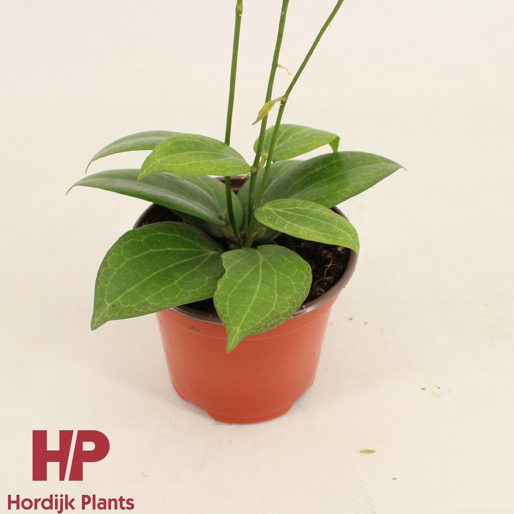 Hoya fitchii P9.