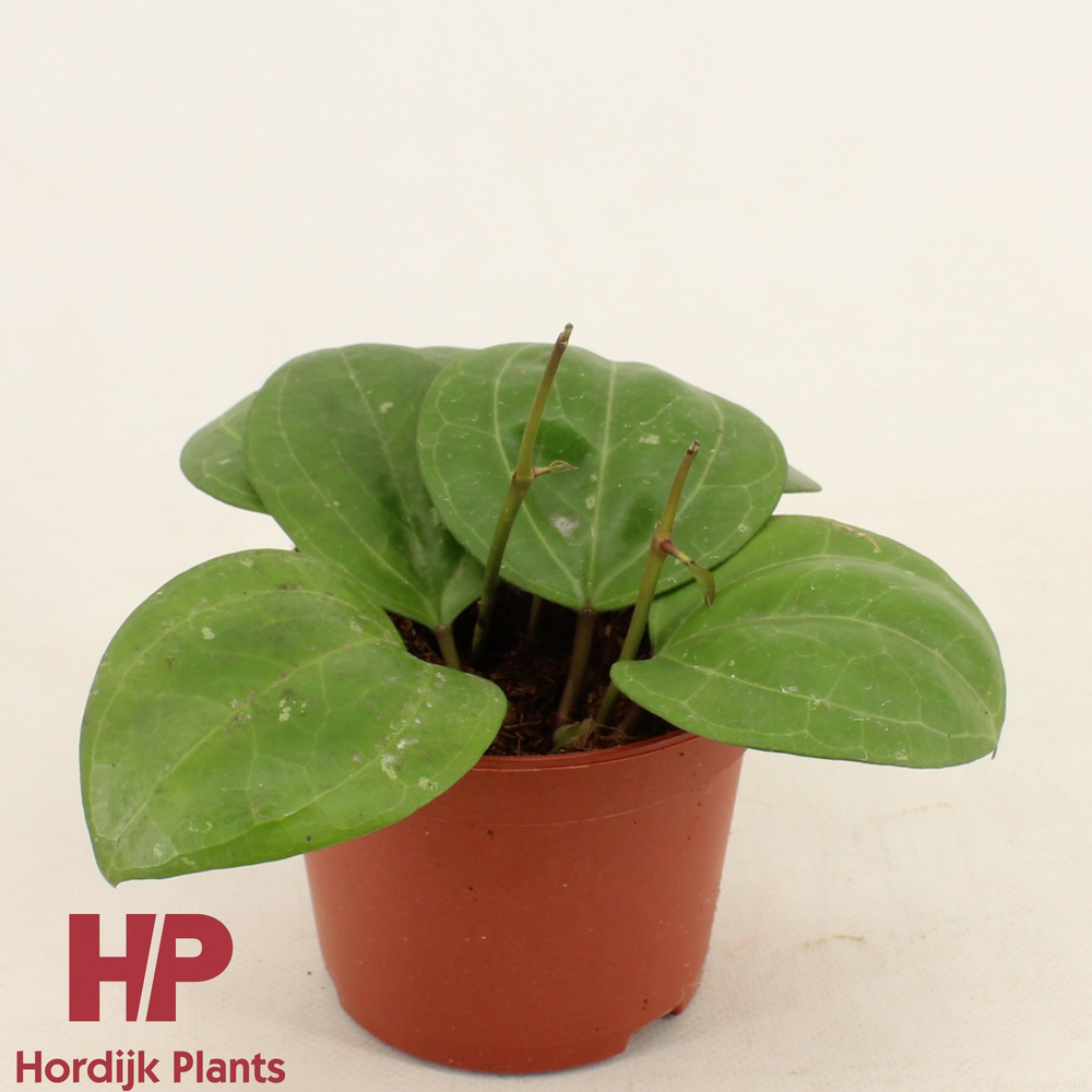 Hoya 'Sarawak Cream' P12.